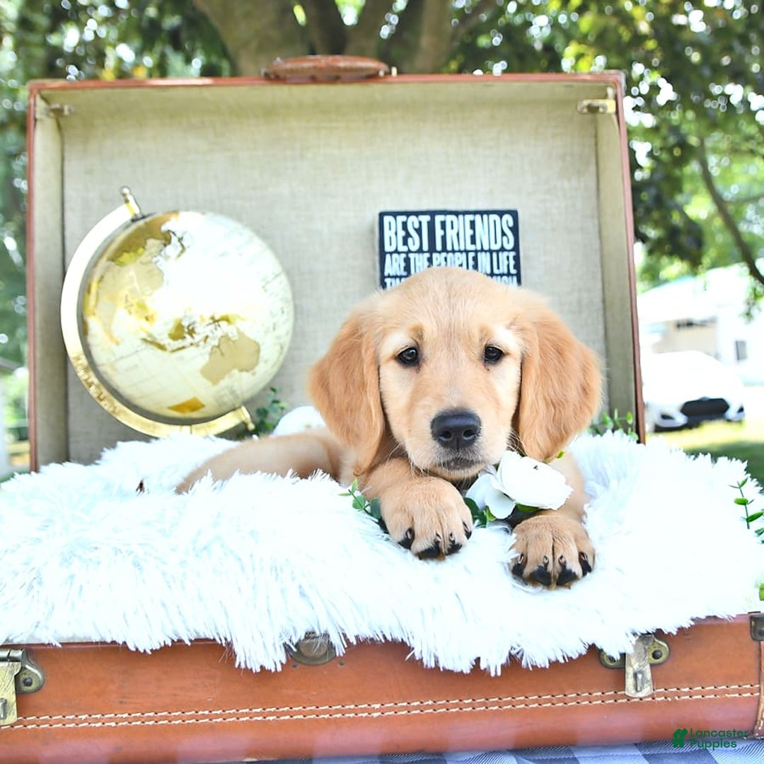 Golden Retriever dogs for sale: Ava - Image 13