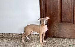 Italian Greyhound dogs for sale: Derek - Image 9