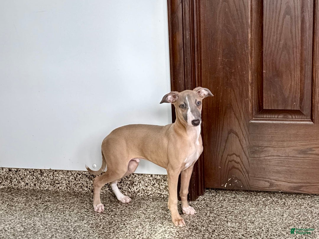 Italian Greyhound dogs for sale: Derek - Image 9