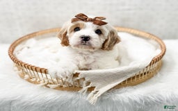 Cavapoo dogs for sale: Cavapoo 4 puppies - Image 14