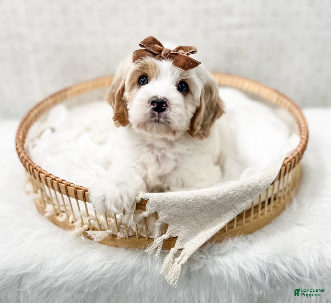 Cavapoo dogs for sale: Cavapoo 4 puppies - Image 14