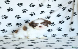 Shih Tzu dogs for sale: Felix - Image 6