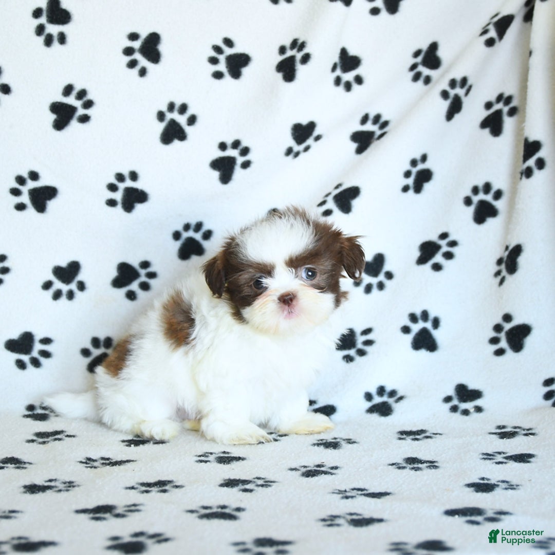 Shih Tzu dogs for sale: Felix - Image 6
