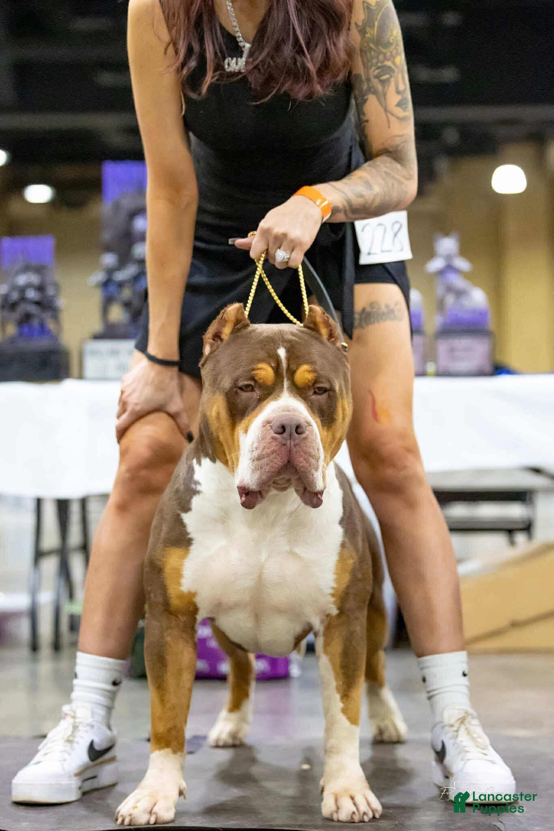 American Bully dogs for sale: Red Collar - Image 10