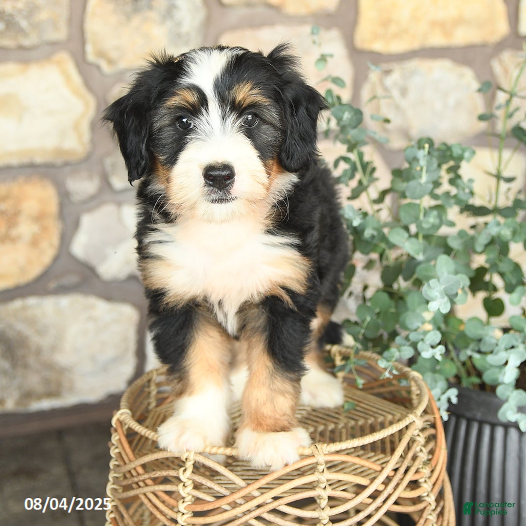 Mini Bernedoodle dogs for sale: Mini Bernedoodle 4 puppies - Image 7