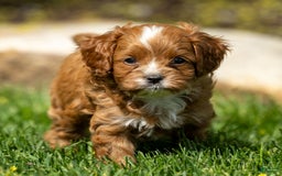 Cavapoo dogs for sale: Toby - Image 5