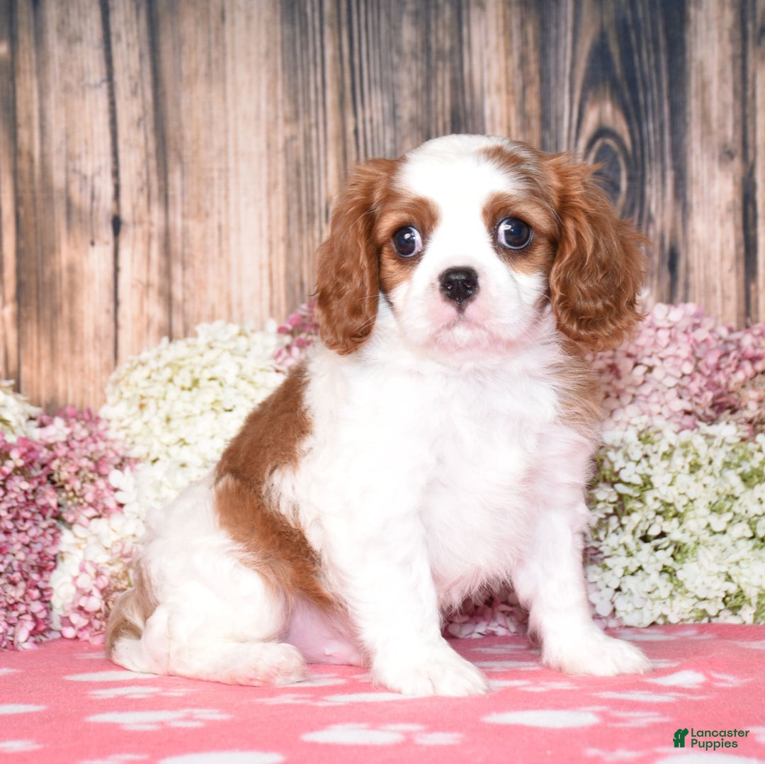 Cavalier King Charles Spaniel dogs for sale: Oscar - Image 2