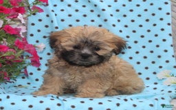Teddy Bear dogs for sale: Dakota - Image 2
