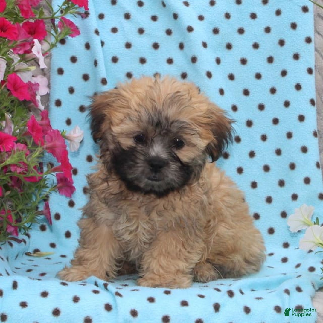 Teddy Bear dogs for sale: Dakota - Image 2