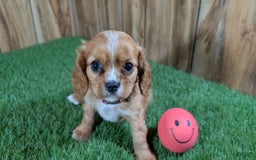 Cavalier King Charles Spaniel dogs for sale: Lucy Girl 2 - Image 9
