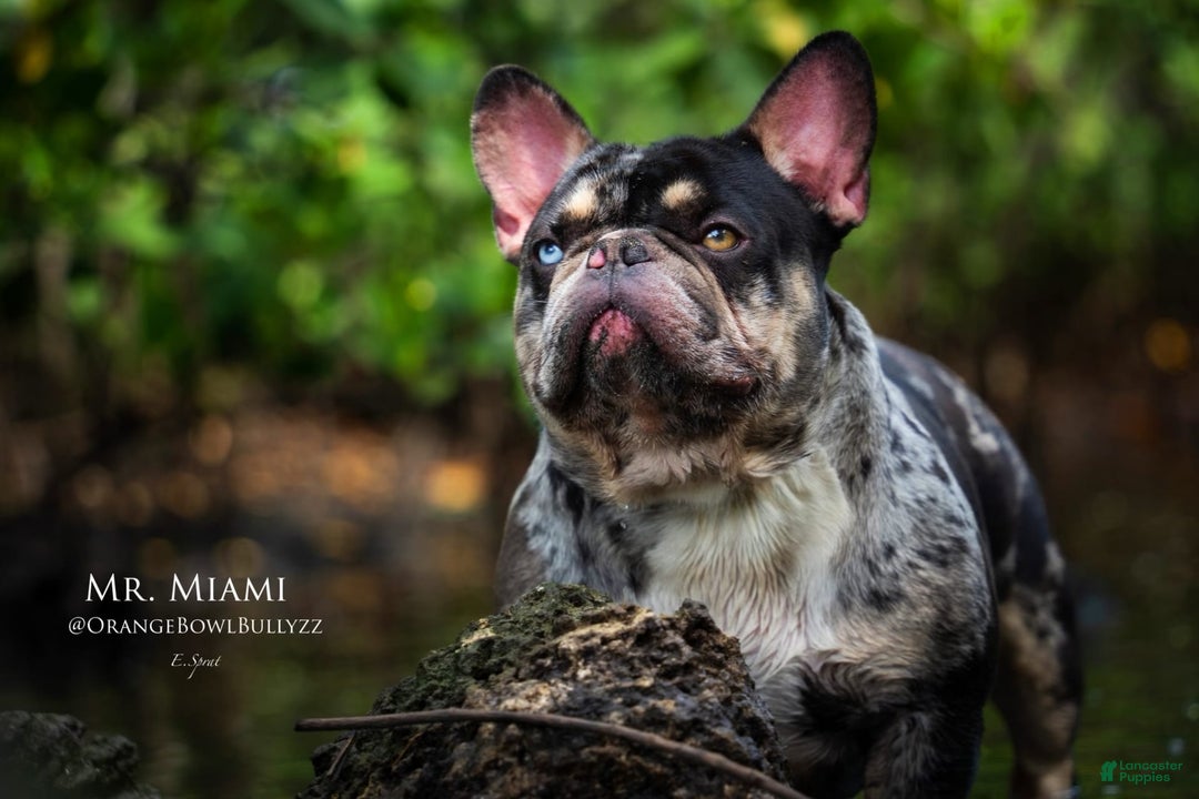 French Bulldog dogs for sale: Pretty Boy - Image 5
