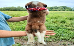 Saint Bernard dogs for sale: Coleman Saint Bernards Of Ohio Roxy - Image 2