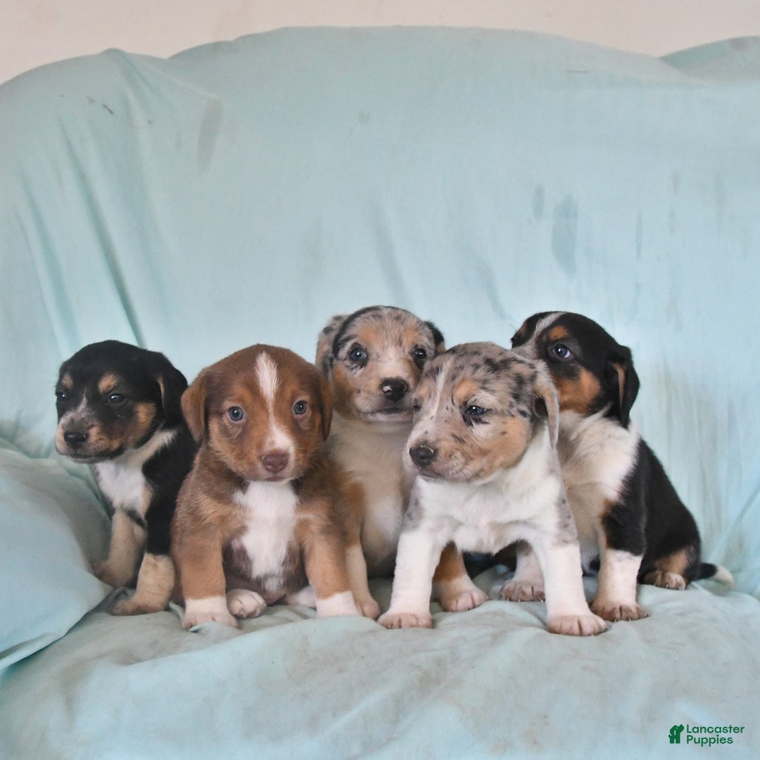 Australian Shepherd dogs for sale: Bella - Image 1