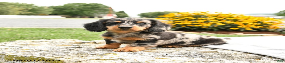 Checkers