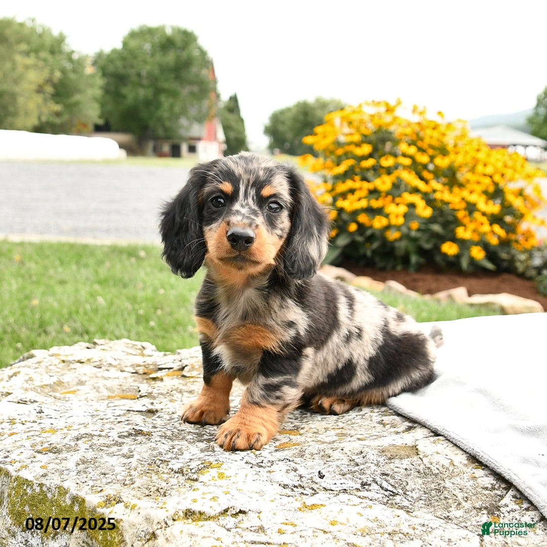 Miniature Dachshund dogs for sale: Checkers - Image 1