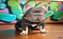 French Bulldog dogs for sale: Hugo - Image 1