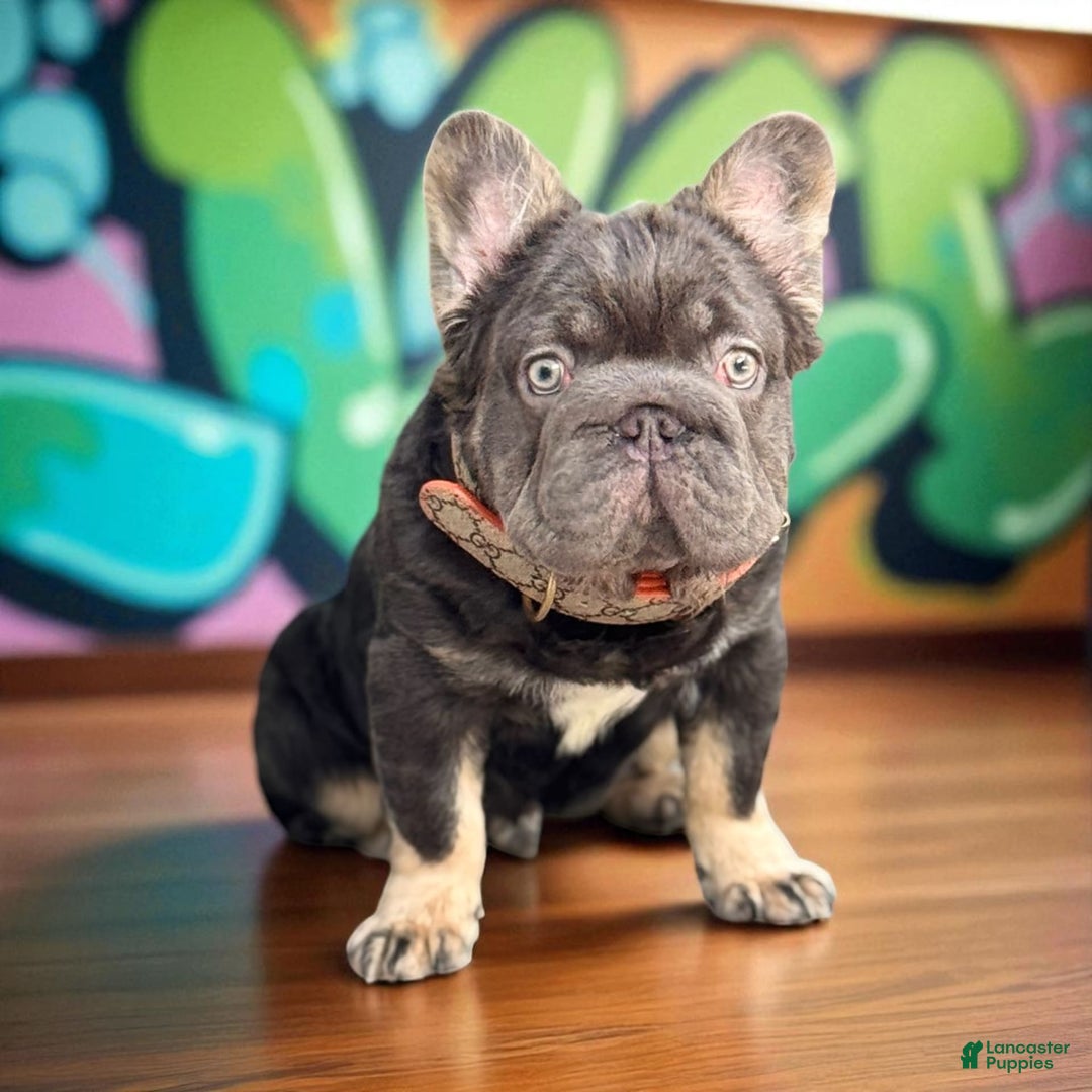 French Bulldog dogs for sale: Hugo - Image 1