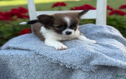 Chihuahua dogs for sale: Seraphina - Image 11