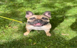 French Bulldog dogs for sale: Baxter - Image 8