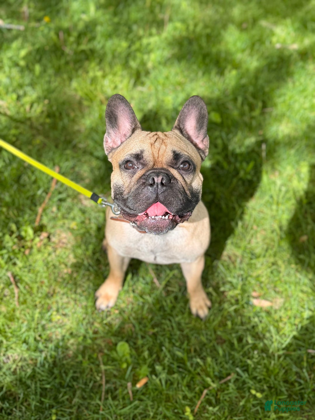 French Bulldog dogs for sale: Baxter - Image 8