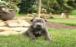 Cane Corso dogs for sale: Olivia - Image 10