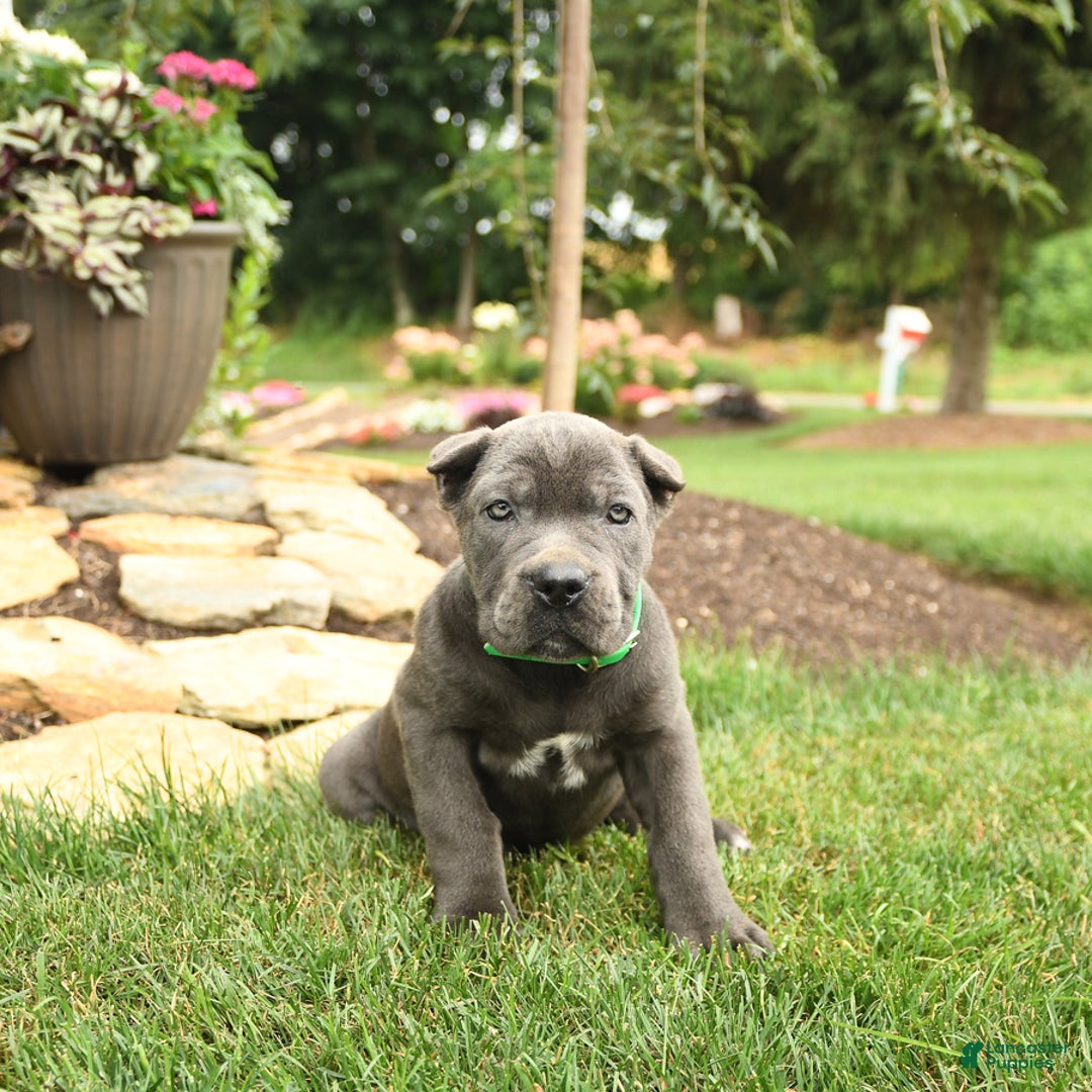 Cane Corso dogs for sale: Olivia - Image 10