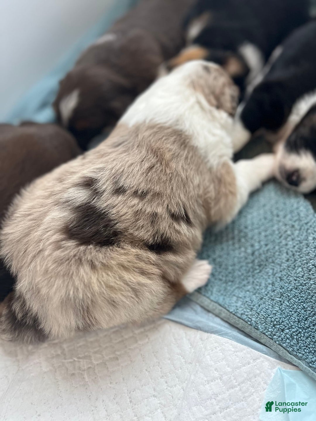 Australian Shepherd dogs for sale: Burrrito - Image 1