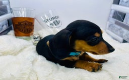 Miniature Dachshund dogs for sale: Jimmy - Image 4