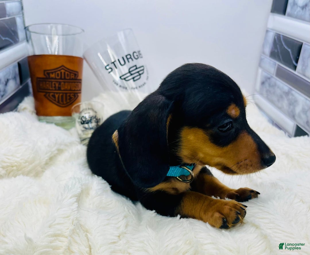 Miniature Dachshund dogs for sale: Jimmy - Image 4