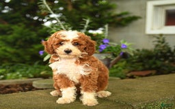 Miniature Poodle dogs for sale: Rhett - Image 2