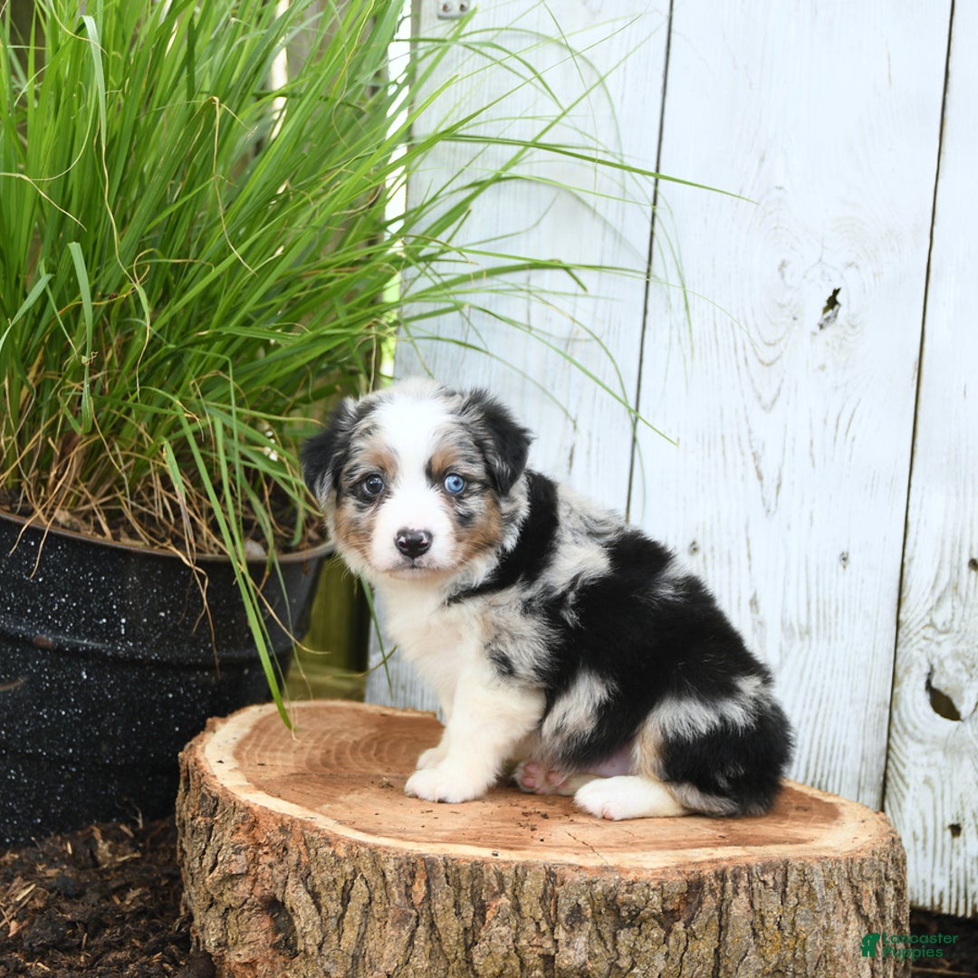 Miniature Australian Shepherd dogs for sale: Hank - Image 2