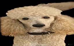 Goldendoodle dogs for sale: Nugget - Image 22