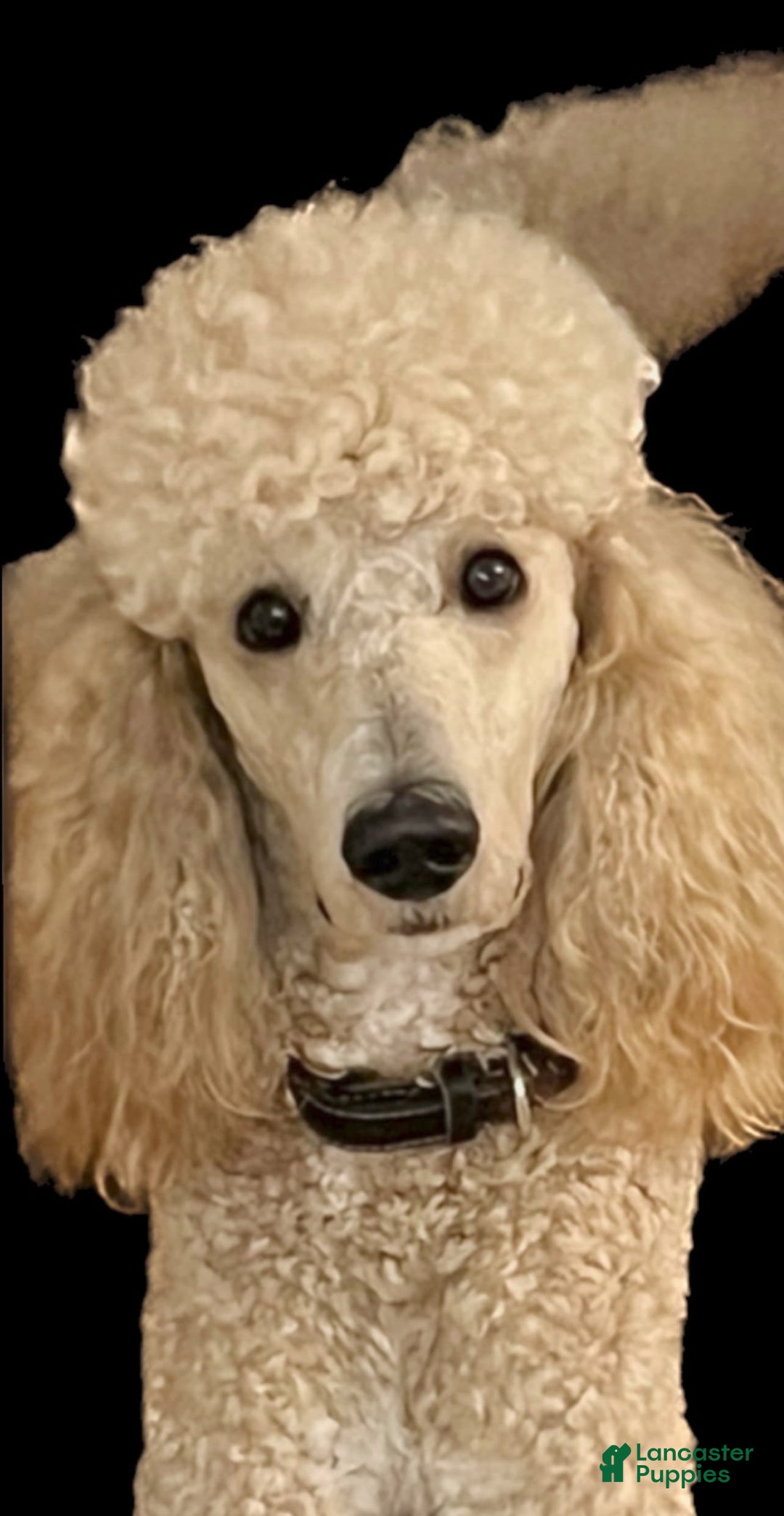 Goldendoodle dogs for sale: Nugget - Image 22