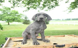 Great Dane dogs for sale: Dove - Image 10
