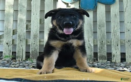 German Shepherd dogs for sale: Meg - Image 10