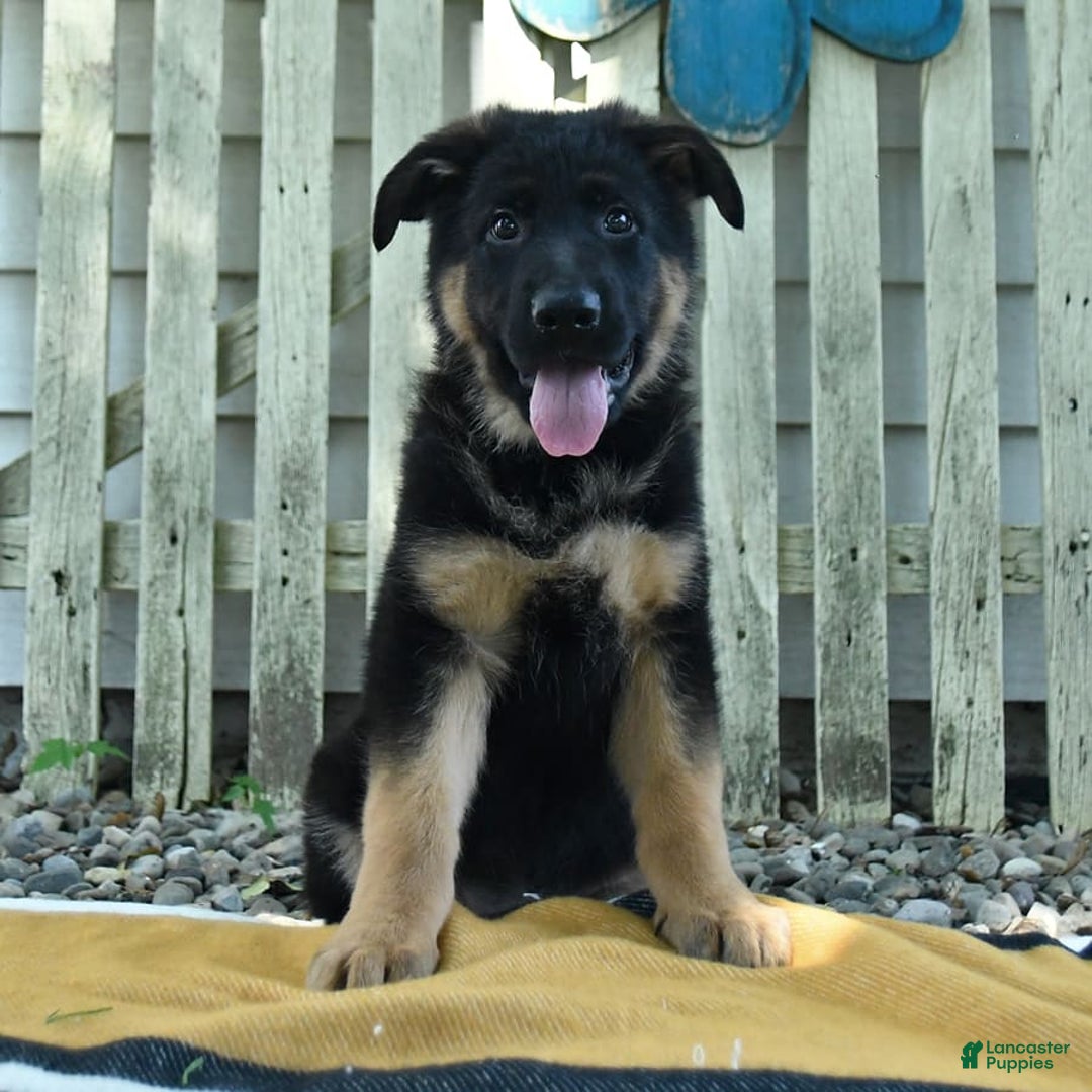 German Shepherd dogs for sale: Meg - Image 10