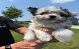 Pomapoo dogs for sale: Maverick - Image 5