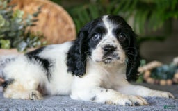 Cocker Spaniel dogs for sale: Lily - Image 3