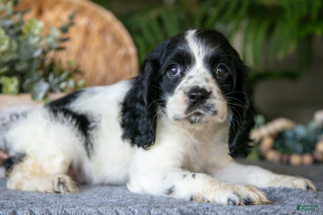 Cocker Spaniel dogs for sale: Lily - Image 3