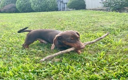 Dachshund dogs for sale: Keith - Image 4