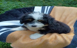 Mini Bernedoodle dogs for sale: Pepsi - Image 3