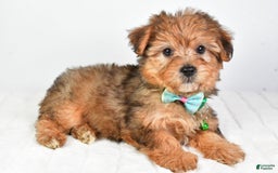 Yorkiepoo dogs for sale: Piper - Image 8