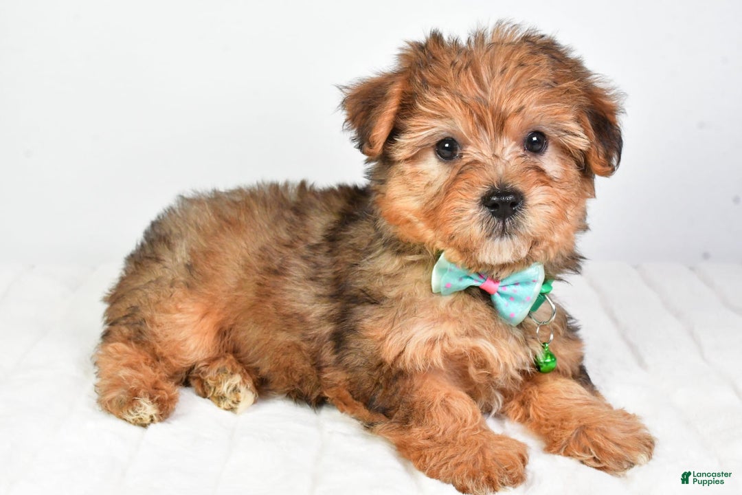 Yorkiepoo dogs for sale: Piper - Image 8