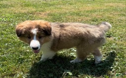 Shetland Sheepdog dogs for sale: Lucy - Image 3