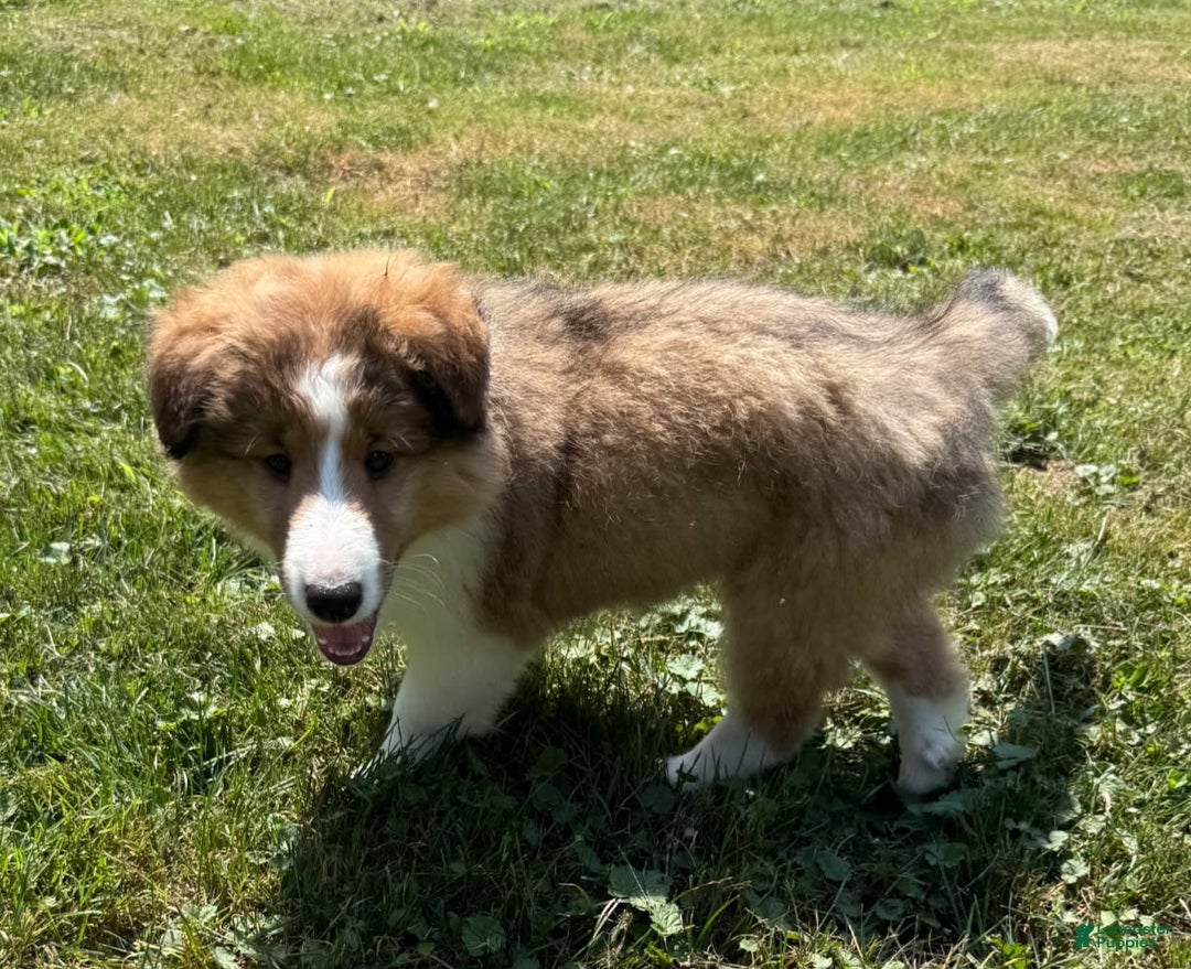 Shetland Sheepdog dogs for sale: Lucy - Image 3
