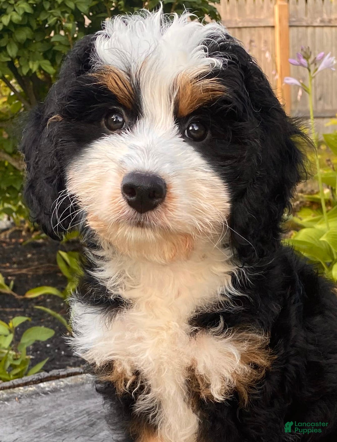 Mini Bernedoodle dogs for sale: 💜 Boston Ma 💜 Mini Bernedoodle - Image 10