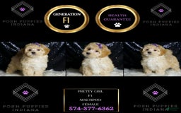 Maltipoo dogs for sale: Maltipoo 4 puppies - Image 6