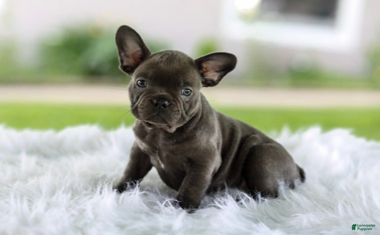 French Bulldog dogs for sale - Ad 1