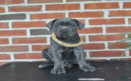 Cane Corso dogs for sale: Rosa - Image 1