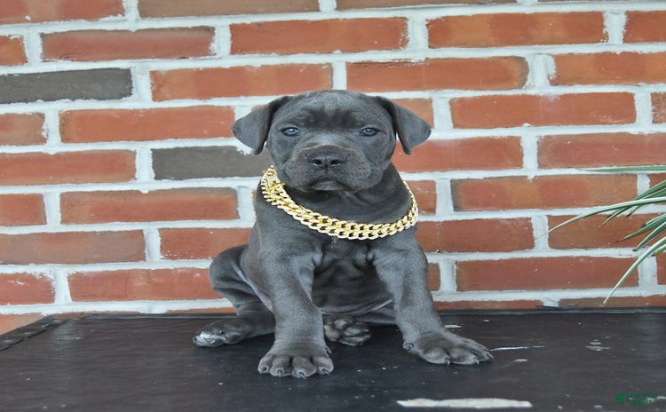 Cane Corso dogs for sale - Ad 3